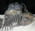 Trident Walliserops Trilobite With Phacops #23861-1